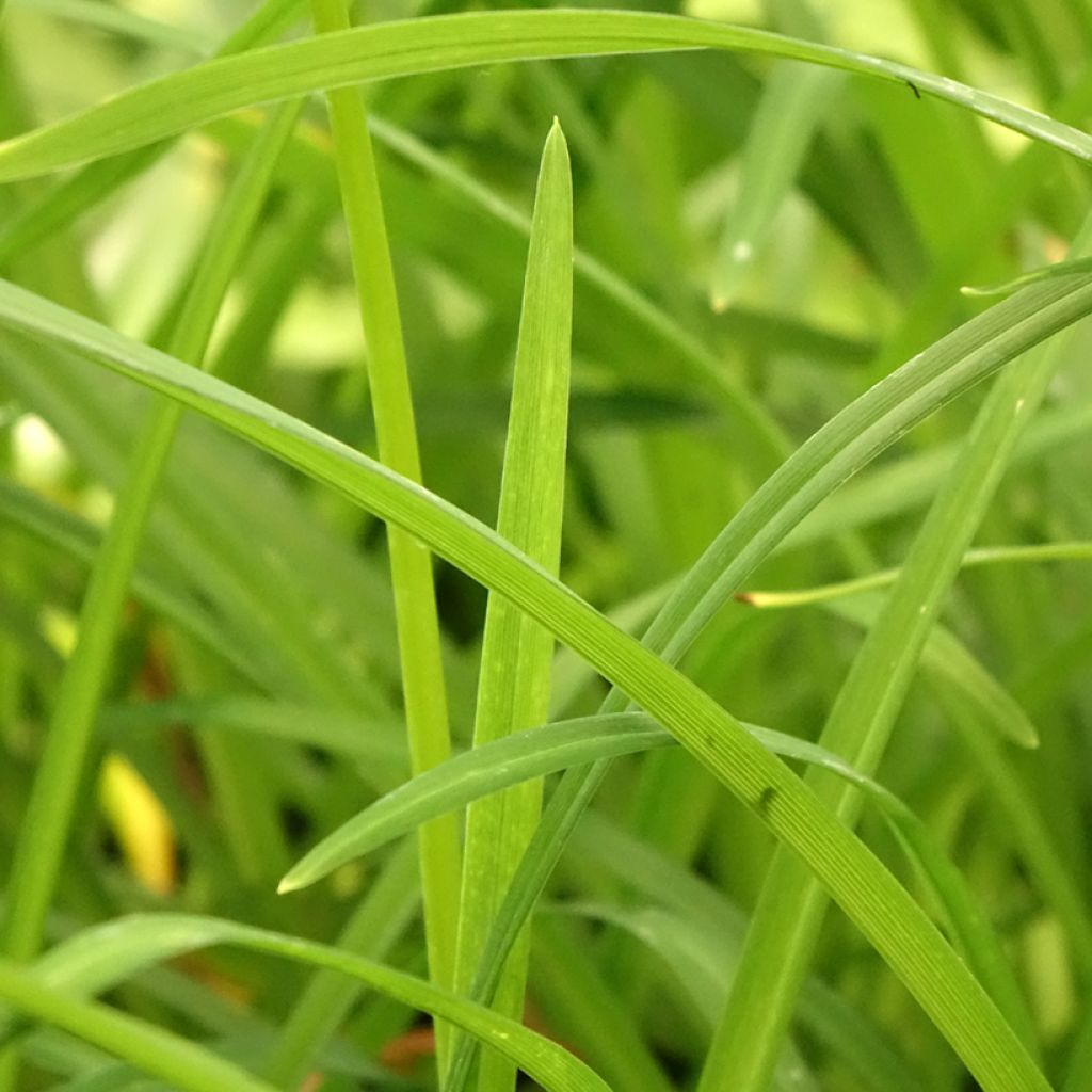 Hemerocallis Crimson Pirate - Daglelie