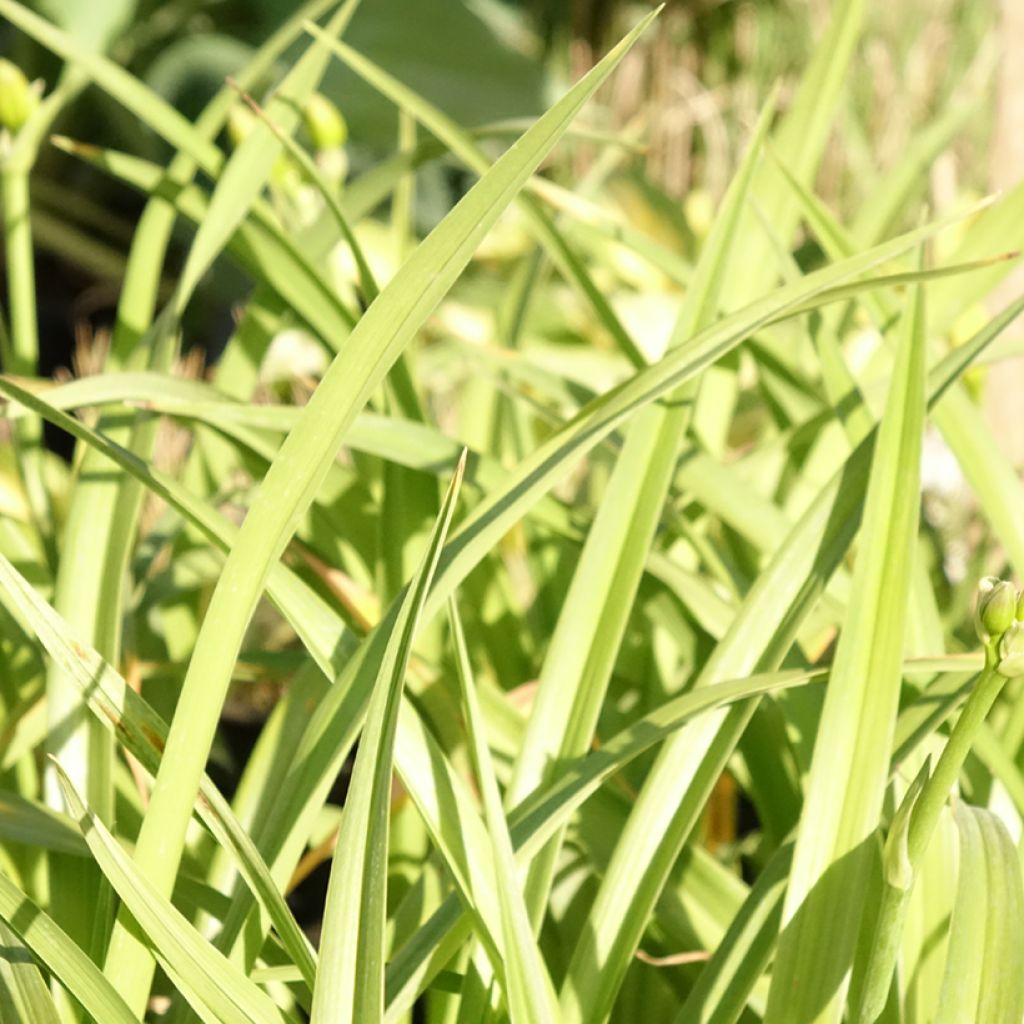 Hemerocallis El Desperado - Daglelie