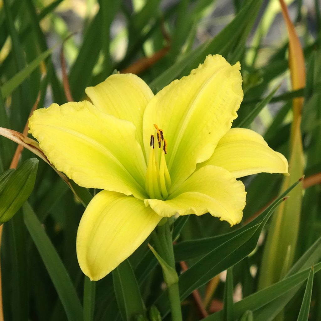 Hemerocallis Green Flutter - Daglelie