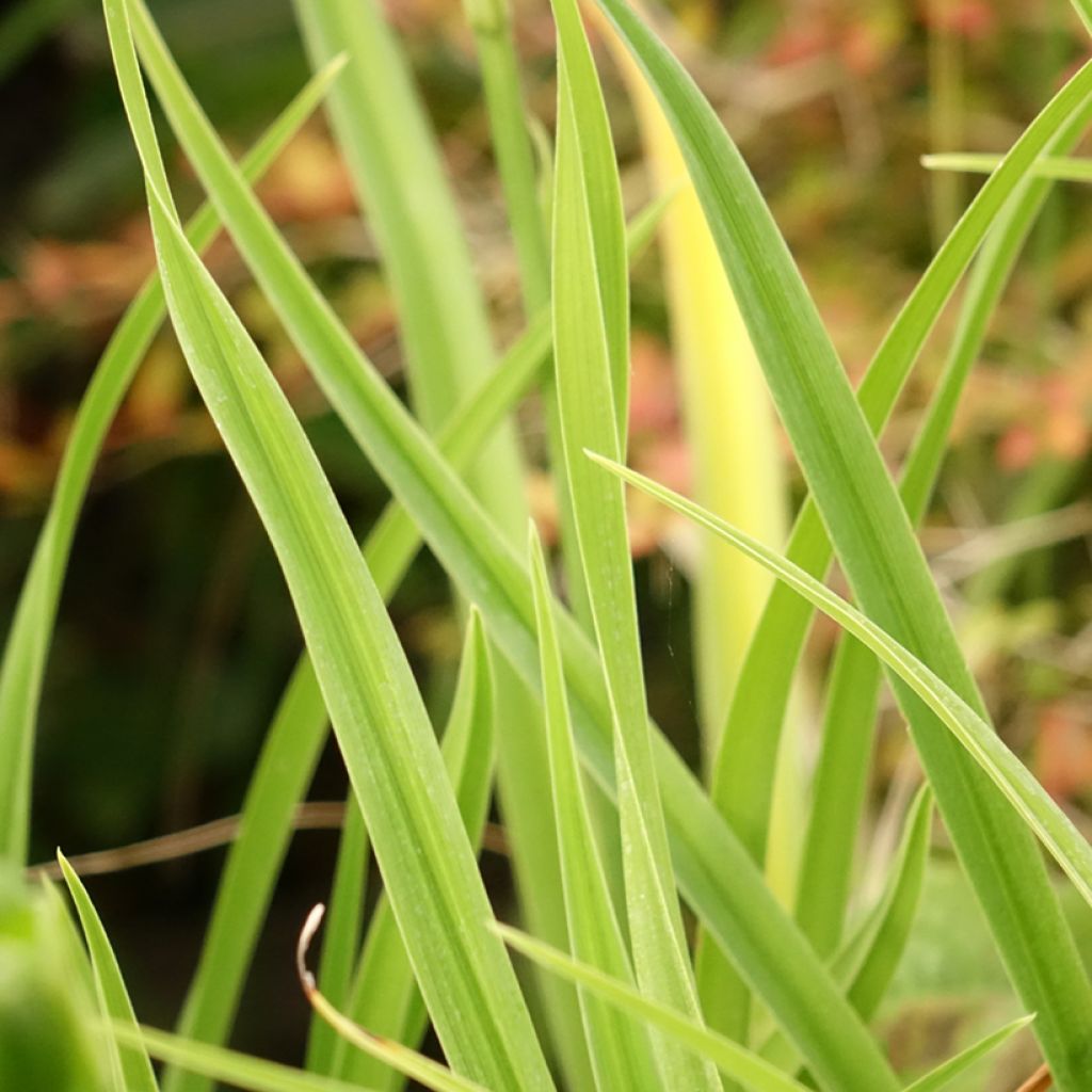Hemerocallis Green Flutter - Daglelie