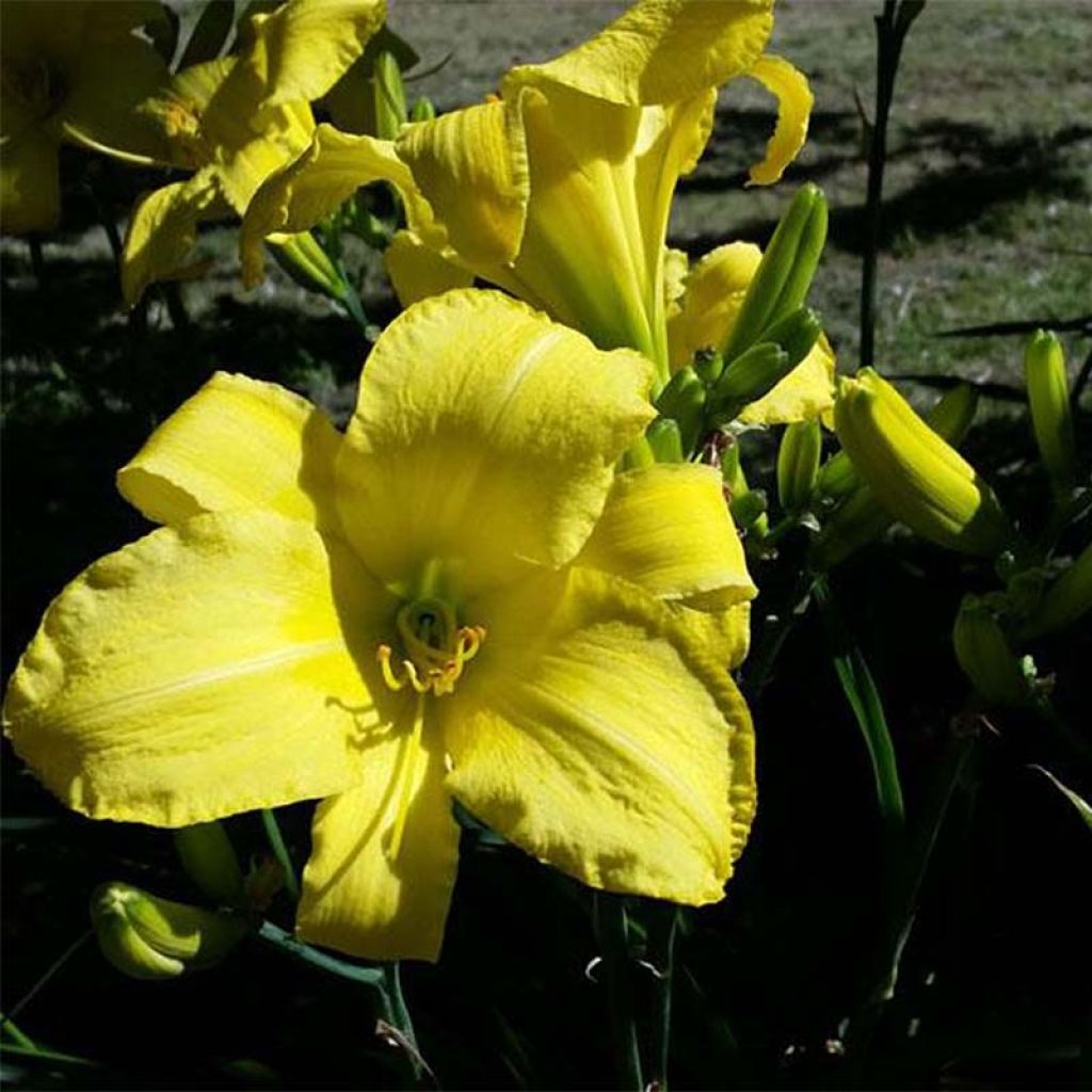 Hemerocallis Jannick's Choice - Daglelie
