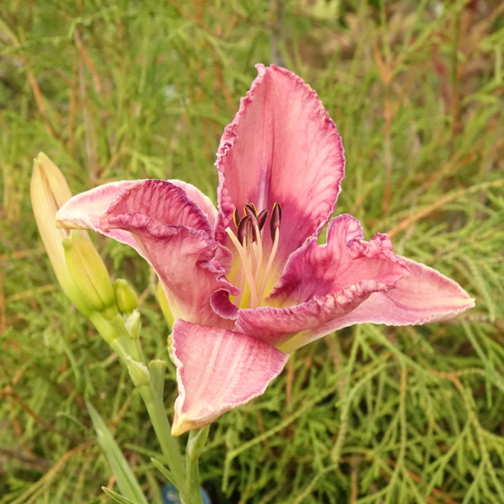 Hemerocallis Mildred Mitchell - Daglelie