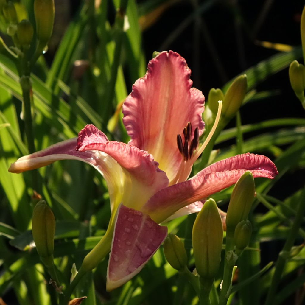 Hemerocallis Mildred Mitchell - Daglelie