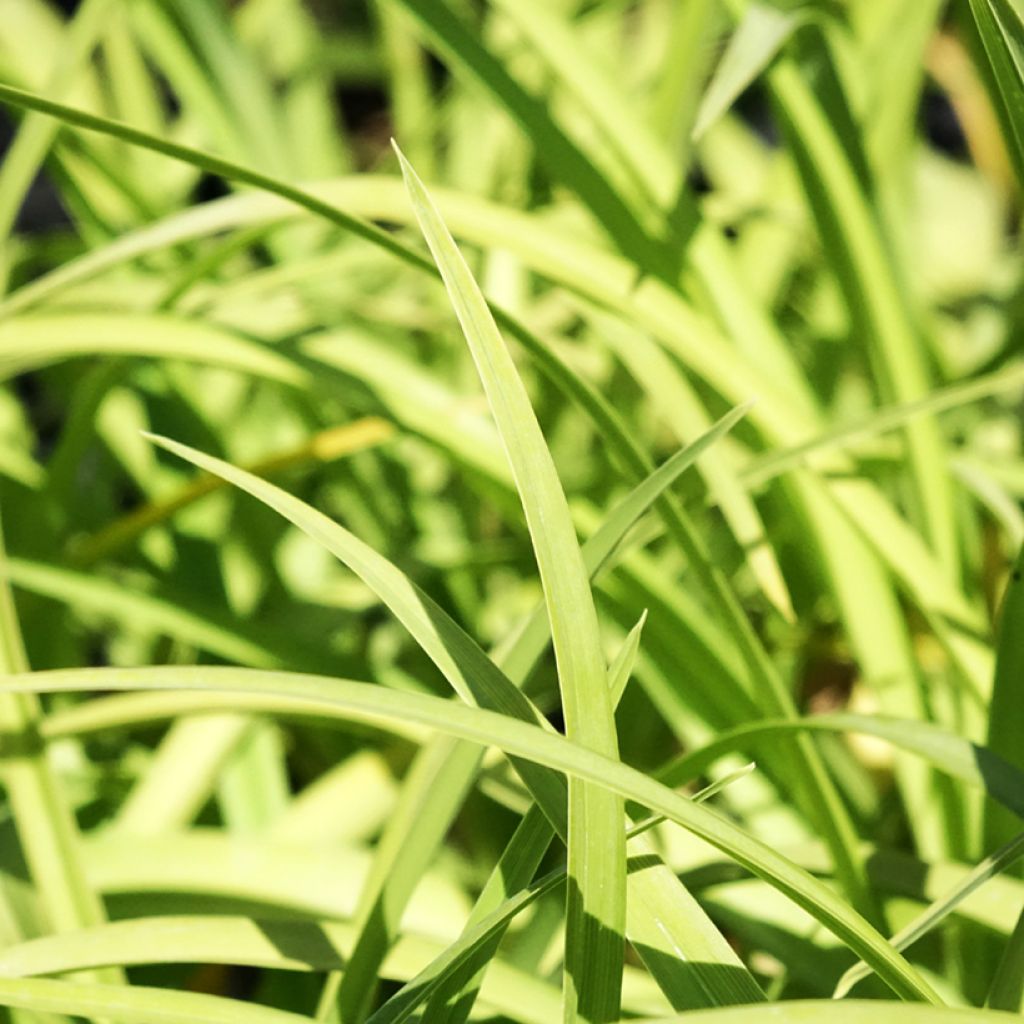 Hemerocallis Prairie Blue Eyes - Daglelie