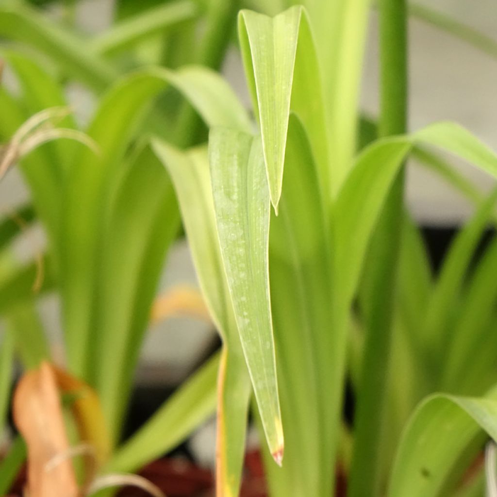 Hemerocallis Roswitha - Daglelie