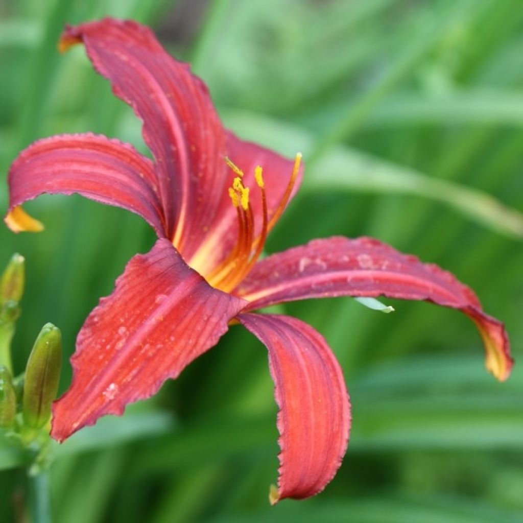 Hemerocallis Sammy Russell - Daglelie