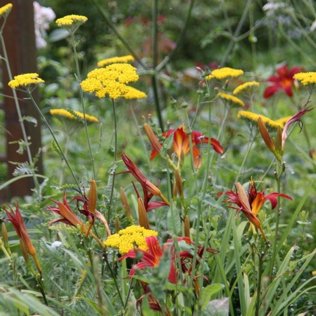 Hemerocallis Sammy Russell - Daglelie