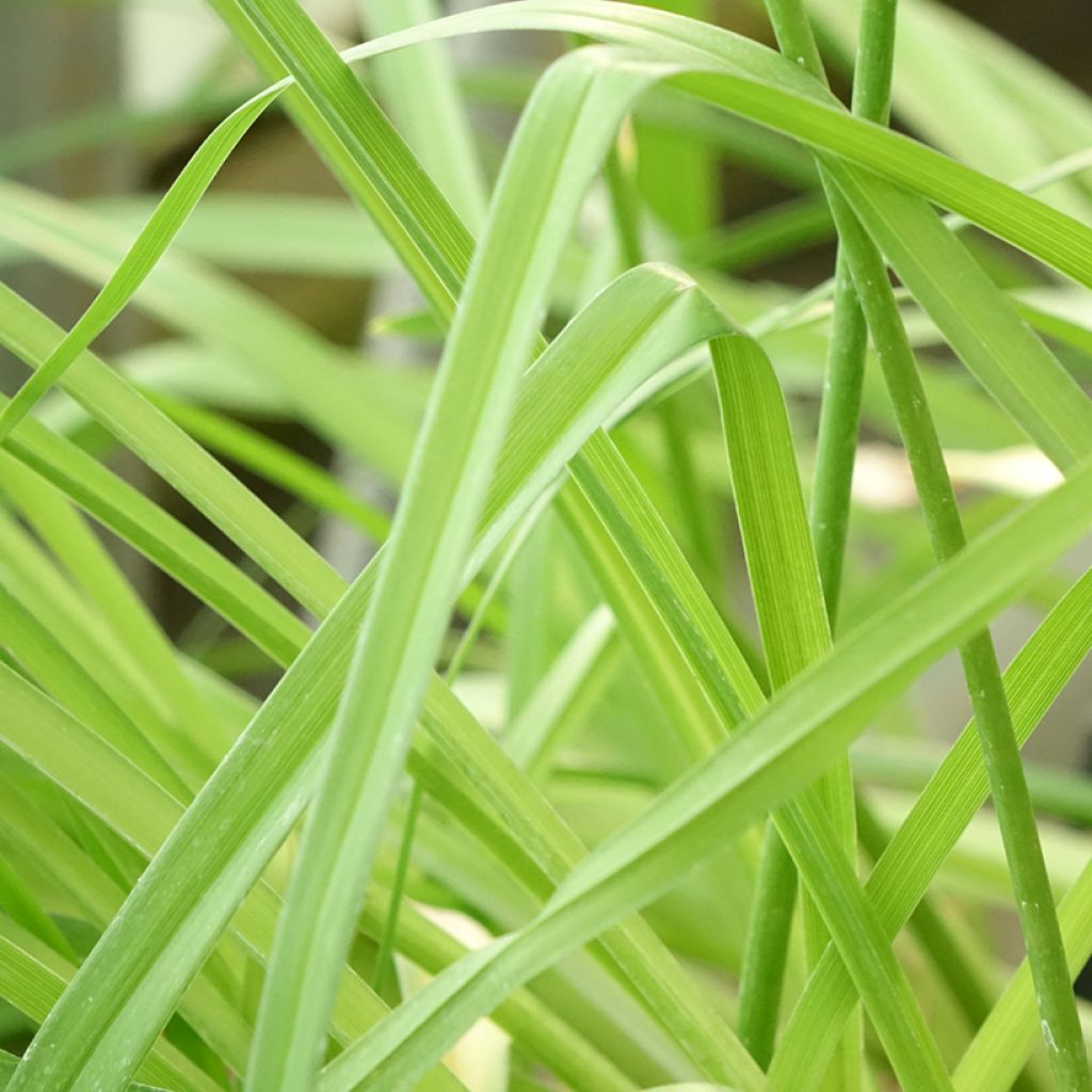 Hemerocallis Strawberry Candy - Daglelie