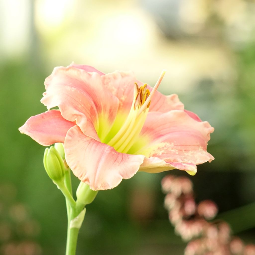 Hemerocallis Strawberry Candy - Daglelie