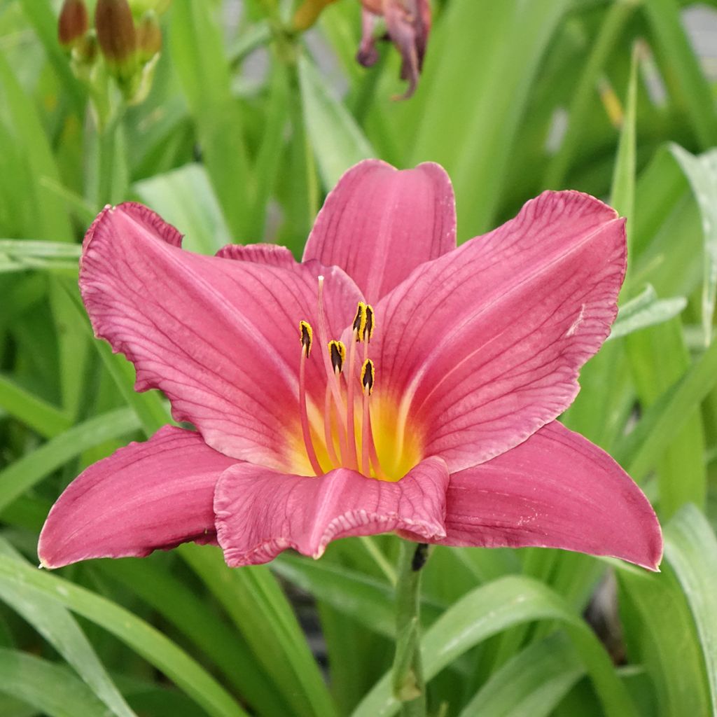 Hemerocallis Summer Wine - Daglelie