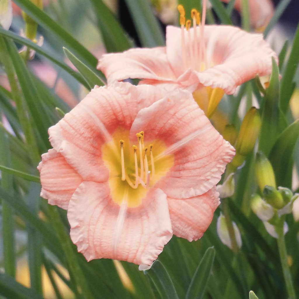 Hemerocallis Everydaylily Roze - Lis d'un jour