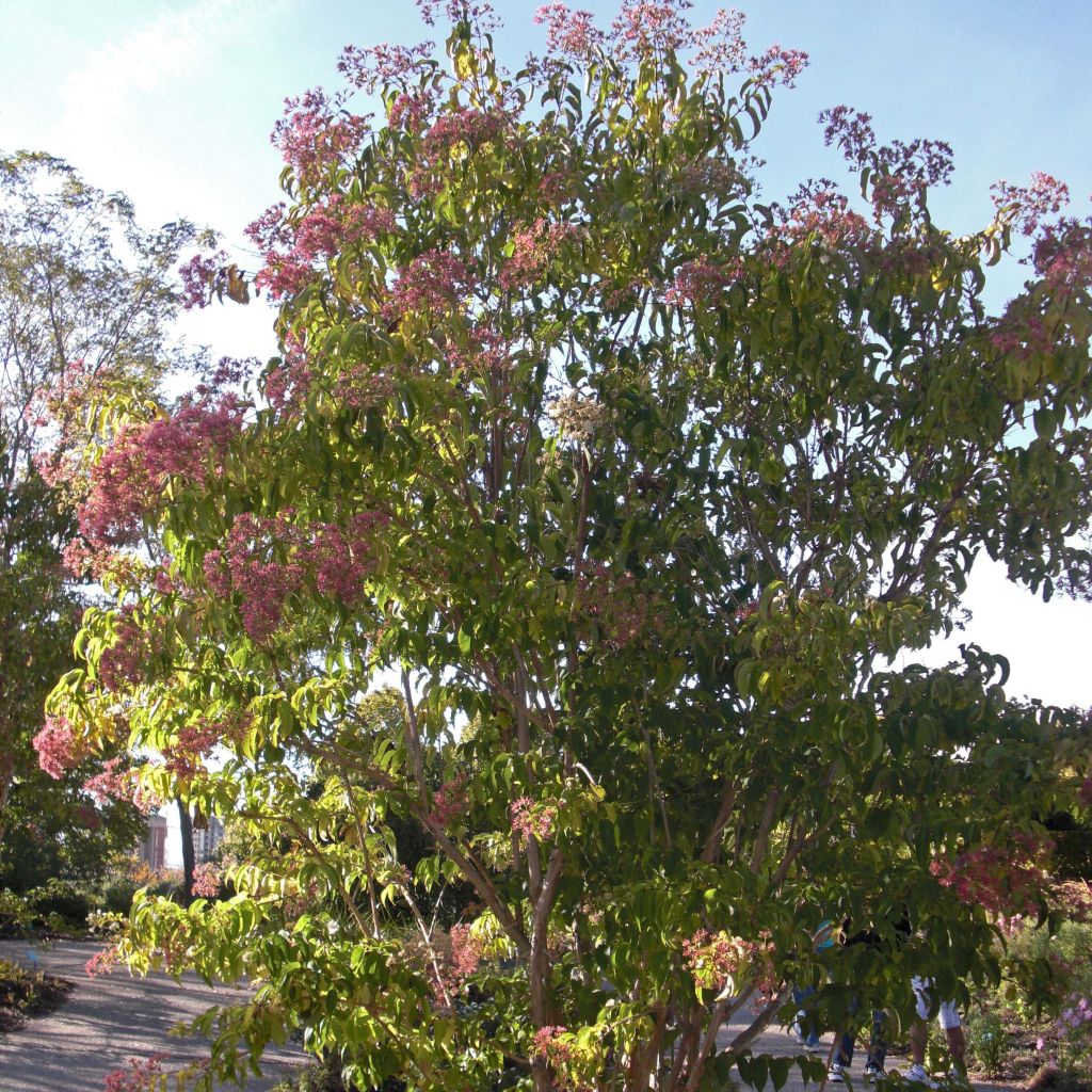 Heptacodium miconioides - Zevenzonenboom