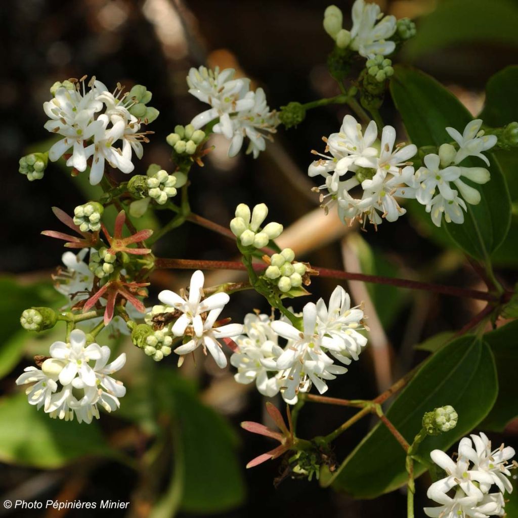 Heptacodium miconioides - Zevenzonenboom