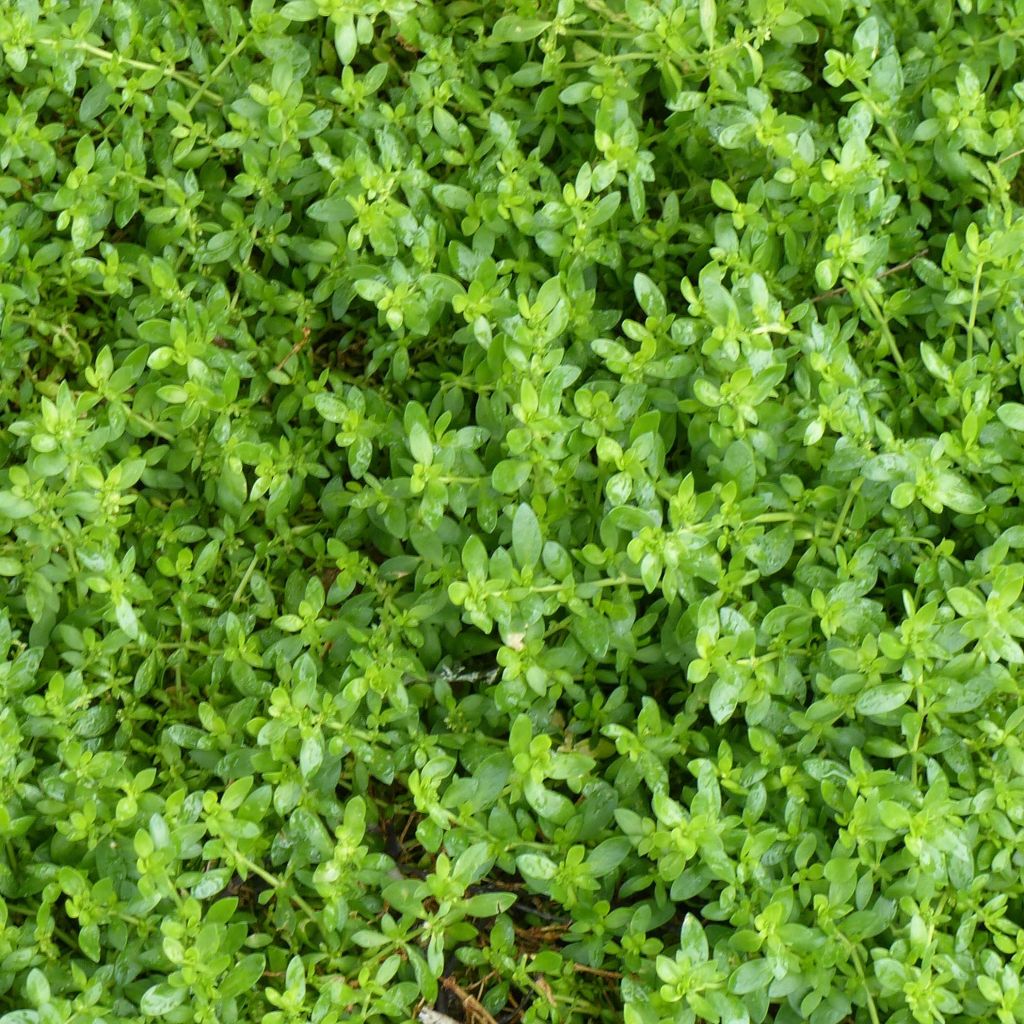 Herniaria glabra - Kaal breukkruid