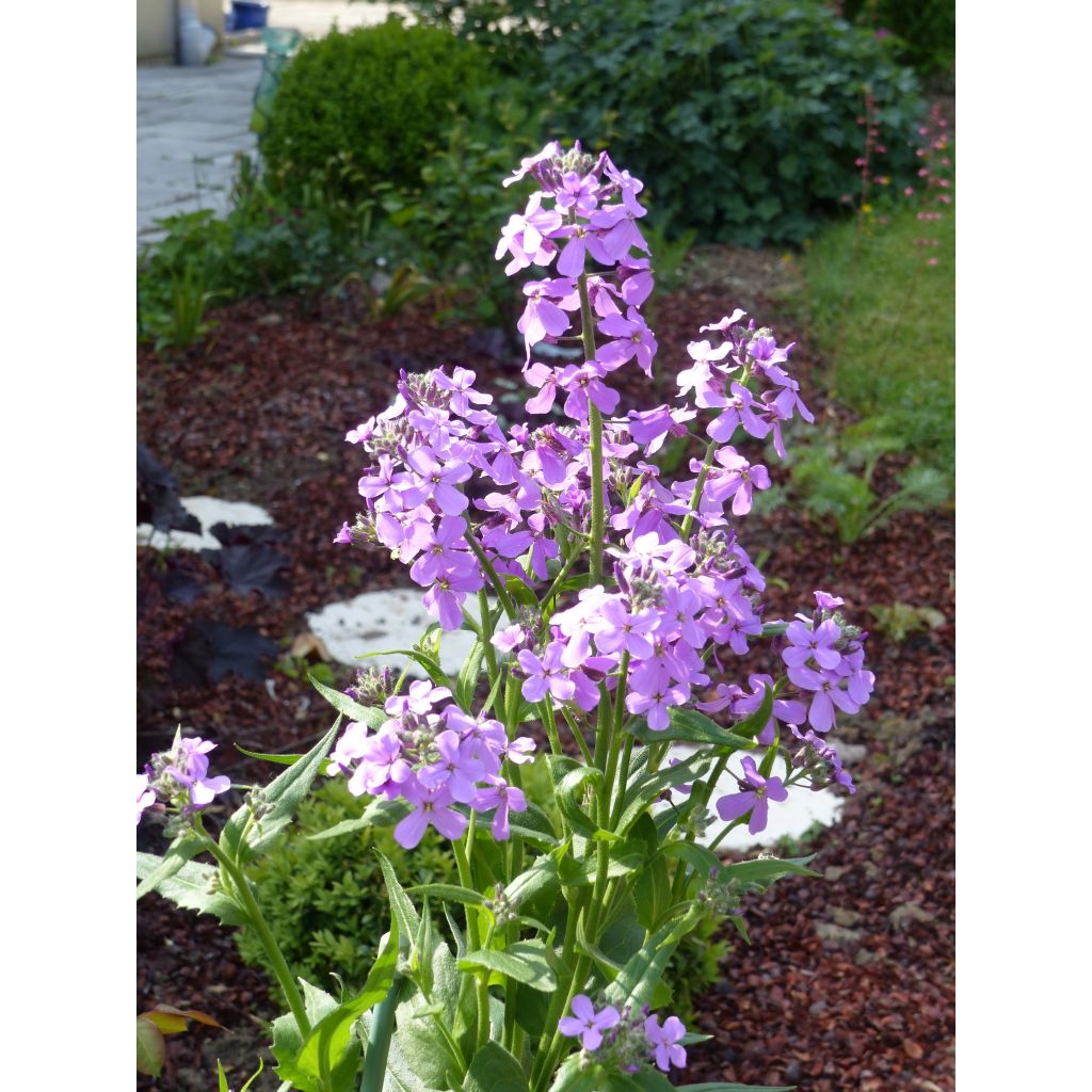 Hesperis matronalis - Damastbloem
