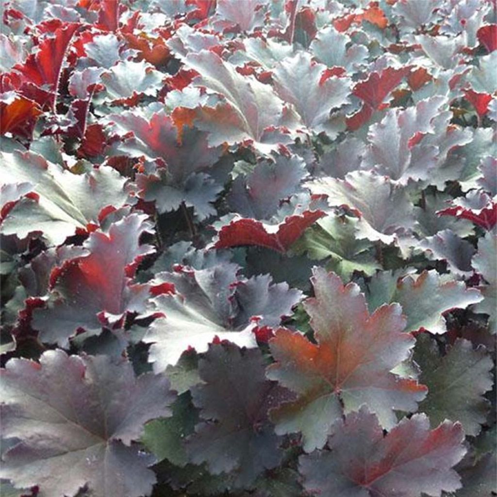 Heuchera Binoche - Purperklokje