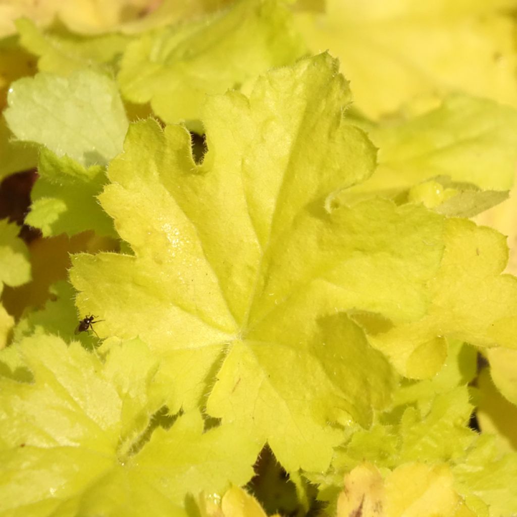 Heuchera Citronelle - Purperklokje