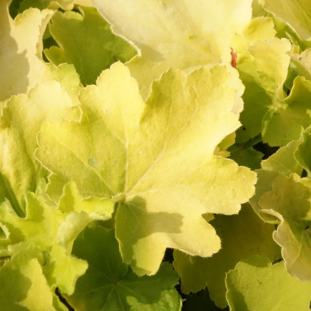 Heuchera Citronelle - Purperklokje