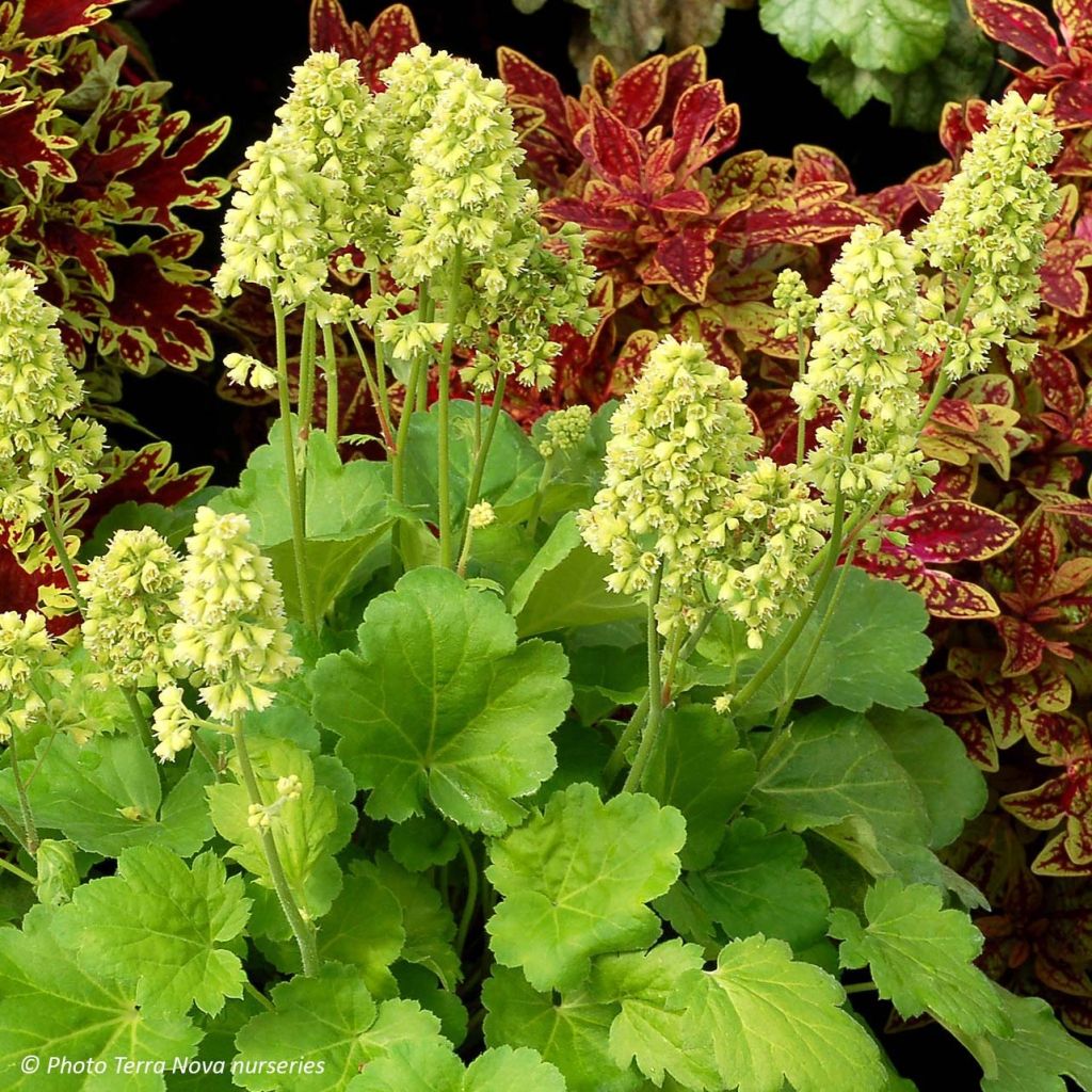 Heuchera Little Cutie Blondie in Lime in pot - Purperklokje