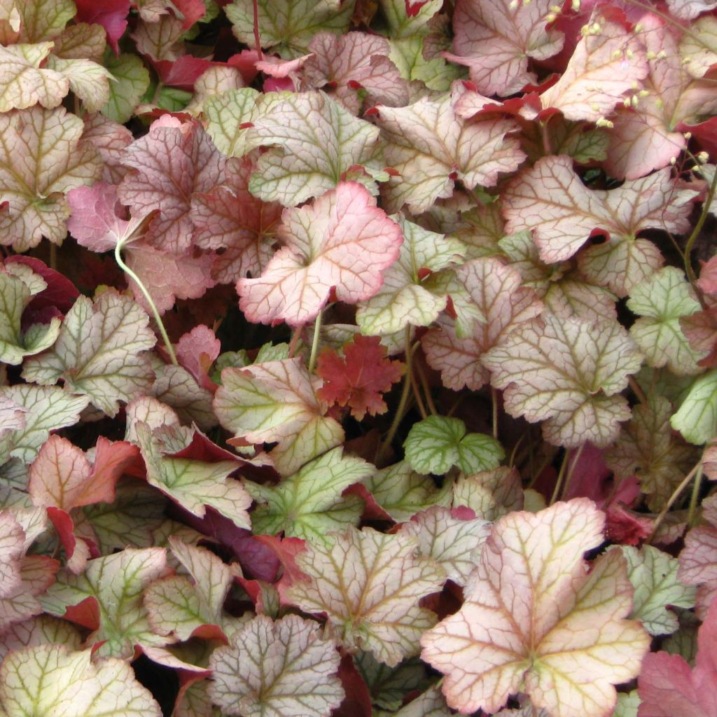 Heuchera Pinot Gris - Purperklokje