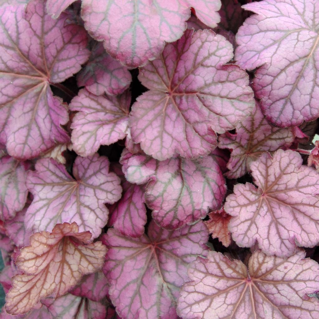 Heuchera Wild Rose - Purperklokje