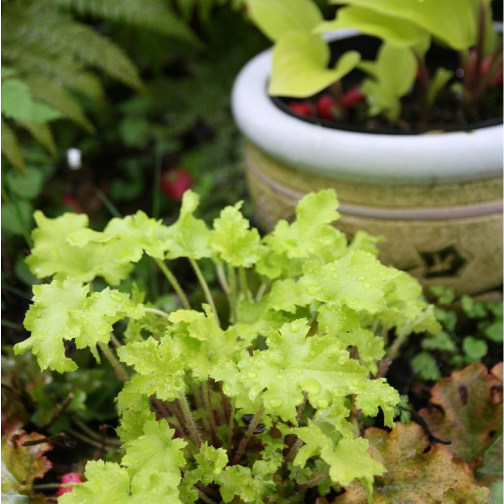 Heuchera Citronelle - Purperklokje