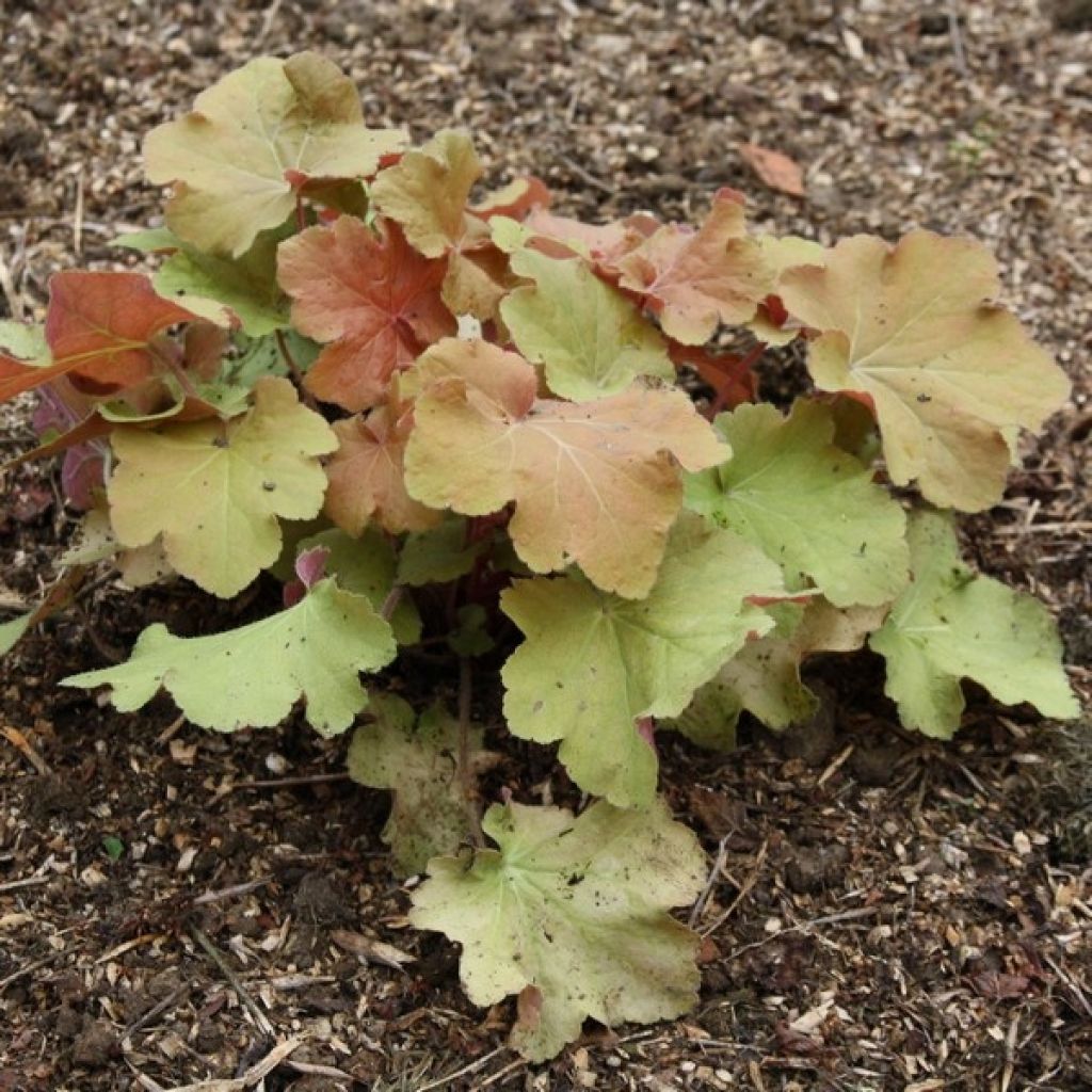 Heuchera Caramel - Purperklokje
