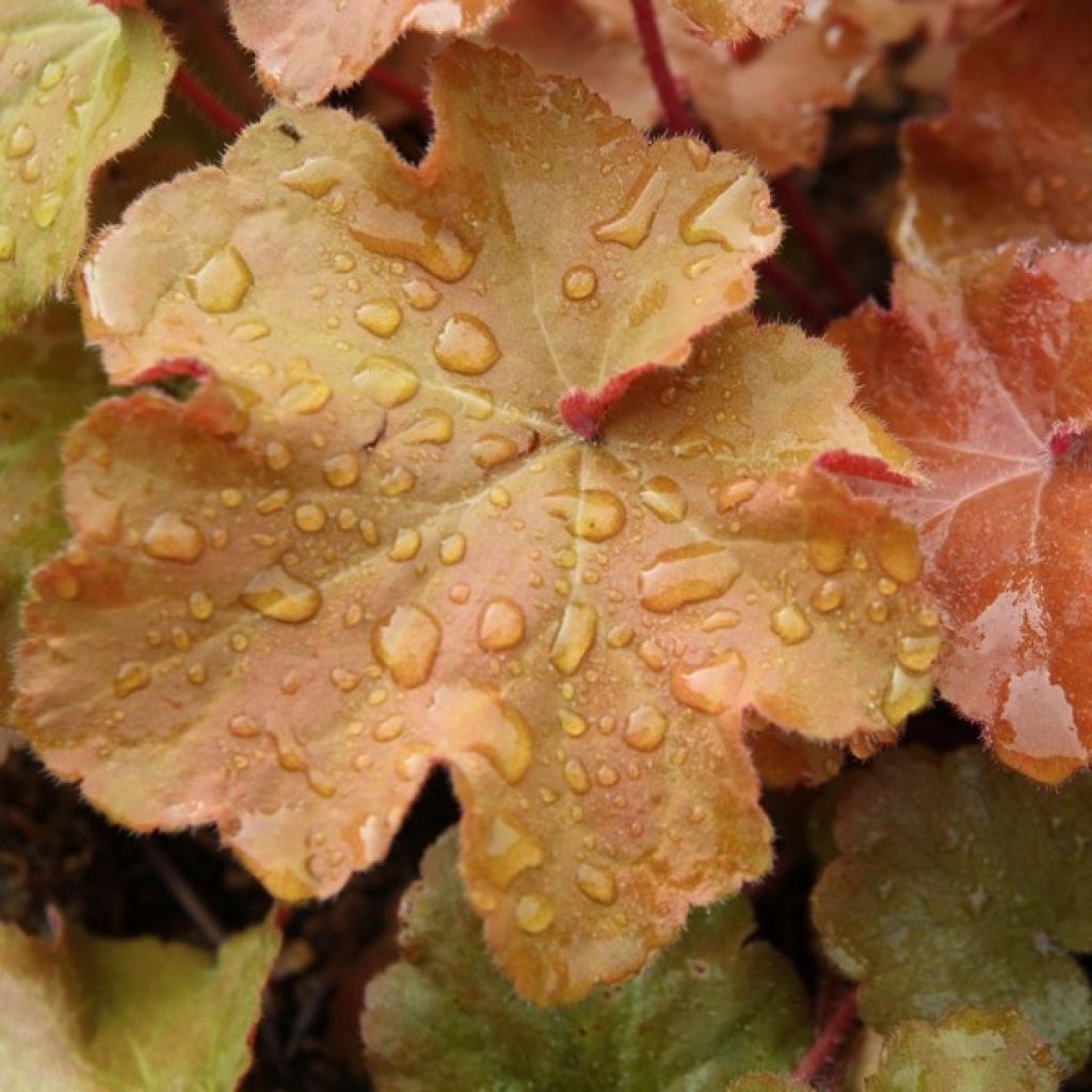 Heuchera Caramel - Purperklokje