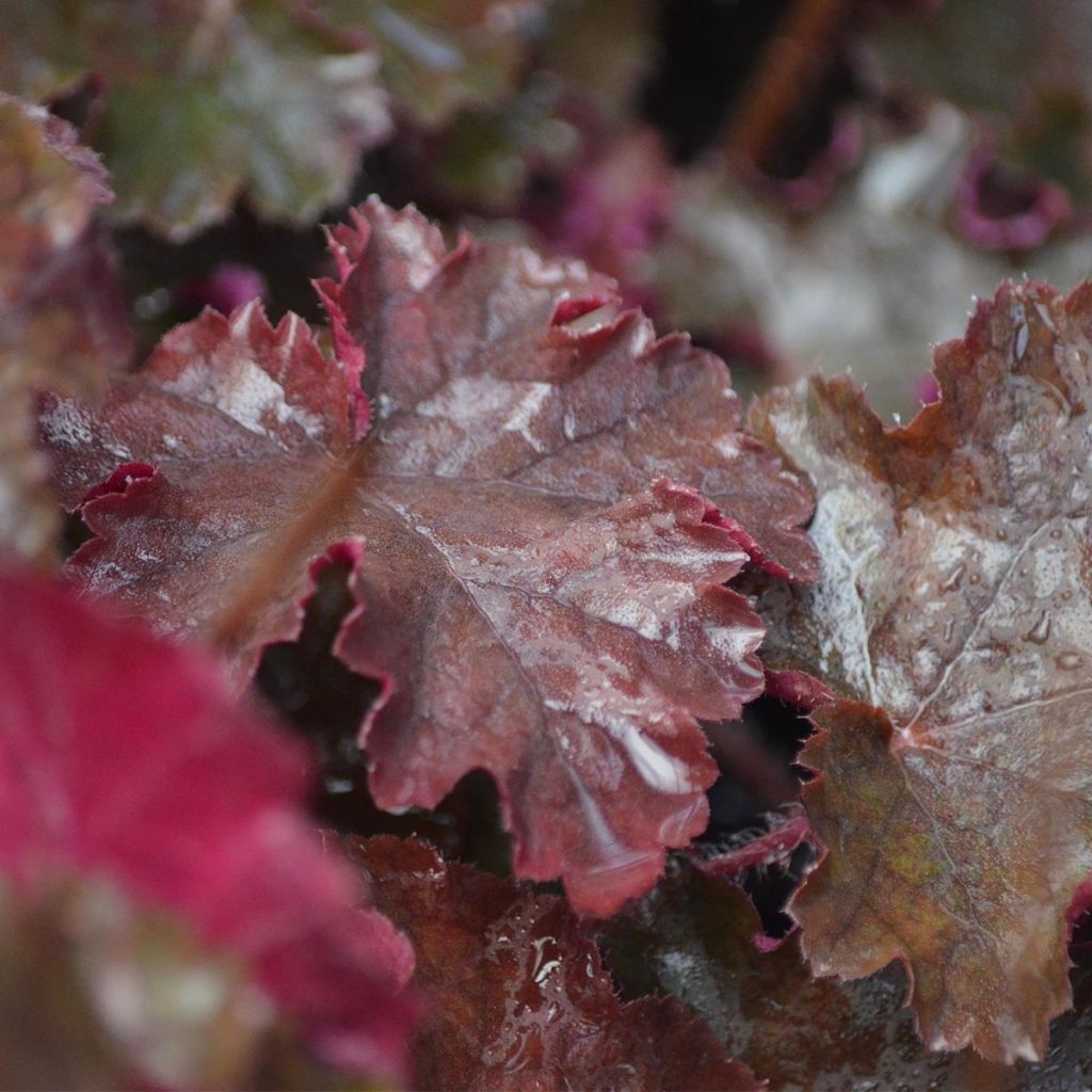 Heuchera Chocolate Ruffle - Purperklokje
