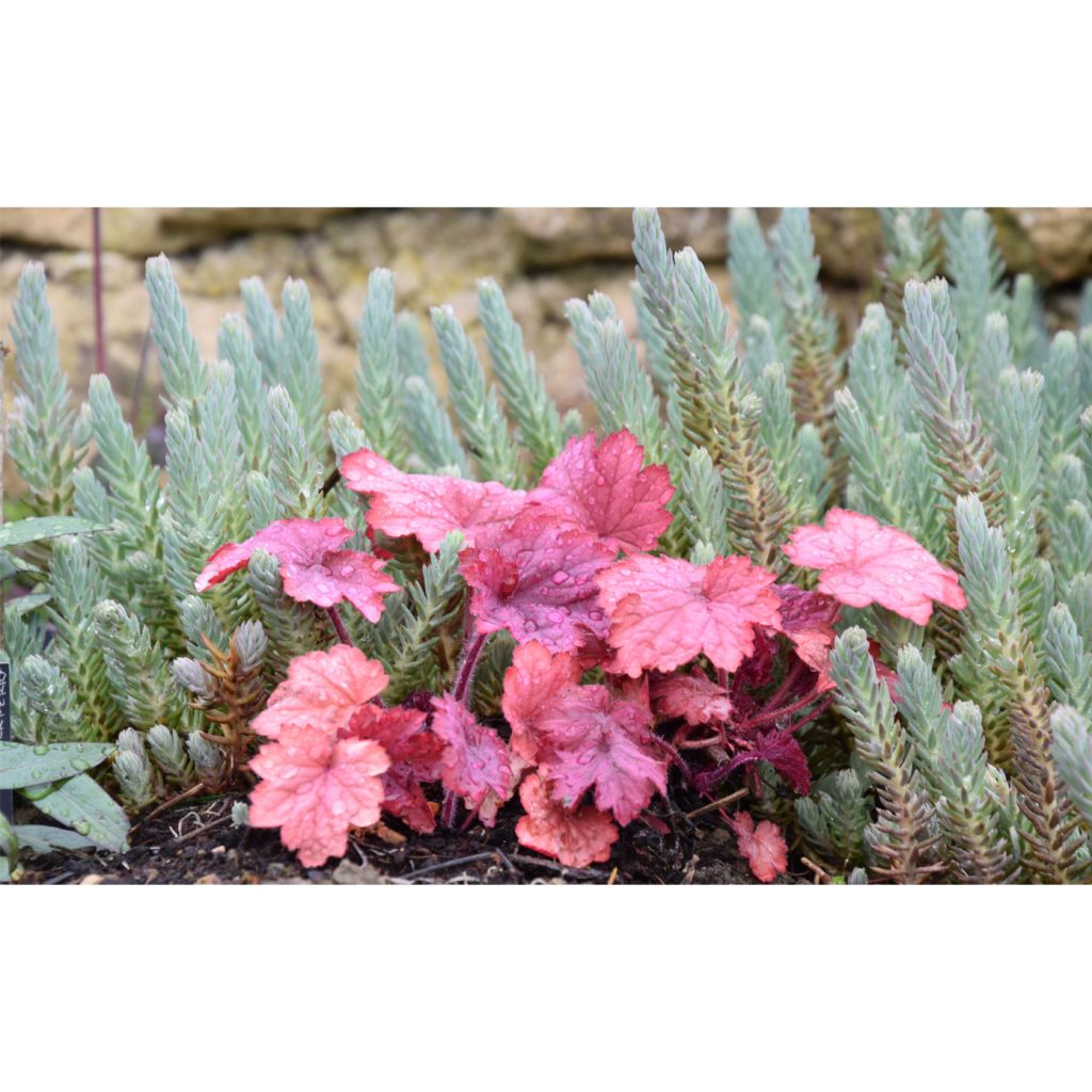 Heuchera Georgia Peach - Purperklokje