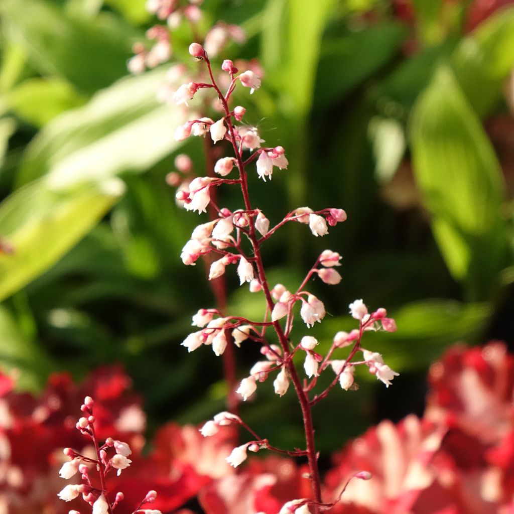 Heuchera Peach Crisp - Purperklokje