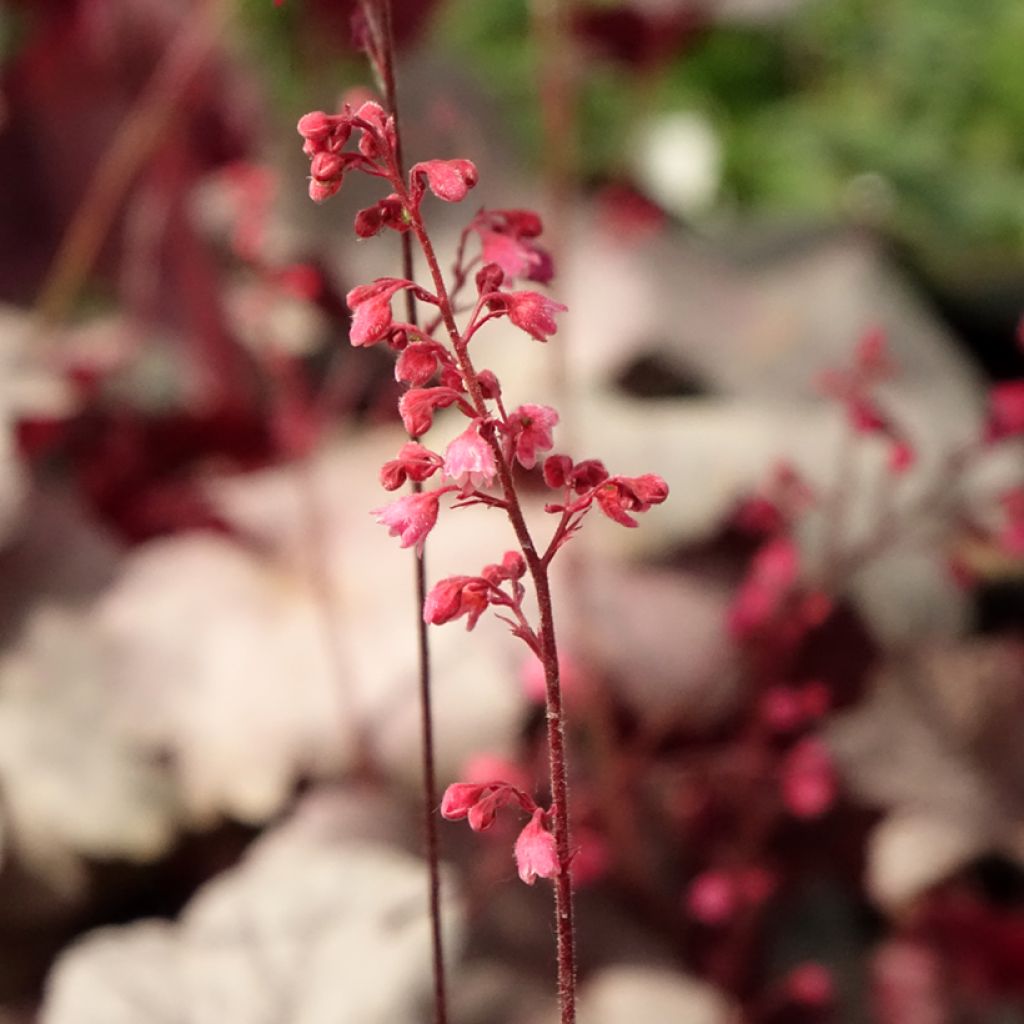 Heuchera Silver Gumdrop - Purperklokje