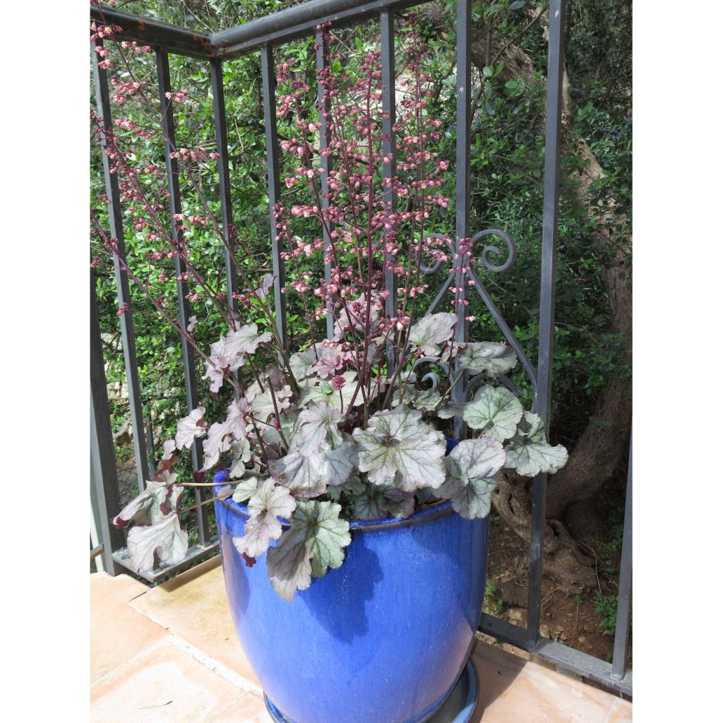 Heuchera Sloeberry - Purperklokje