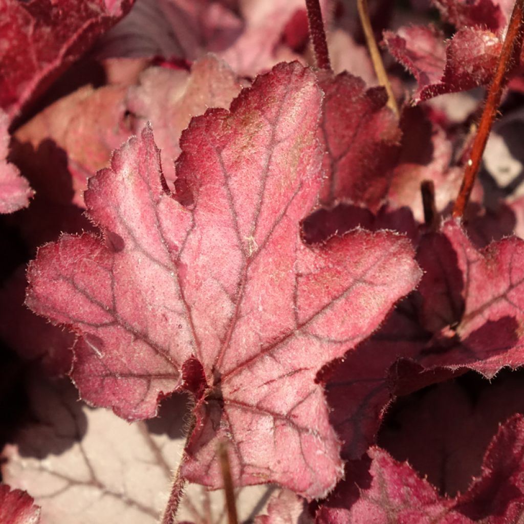 Heuchera Spellbound - Purperklokje