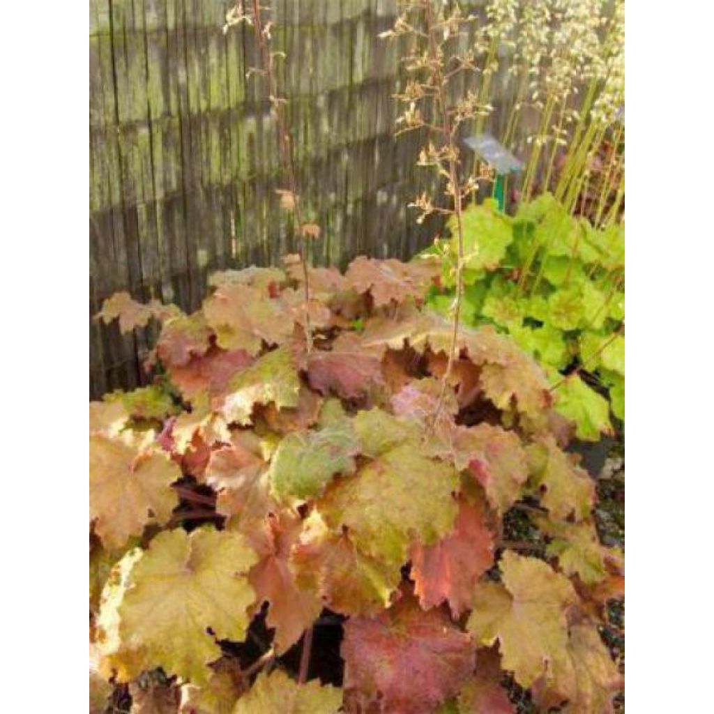 Heuchera Kassandra - Purperklokje