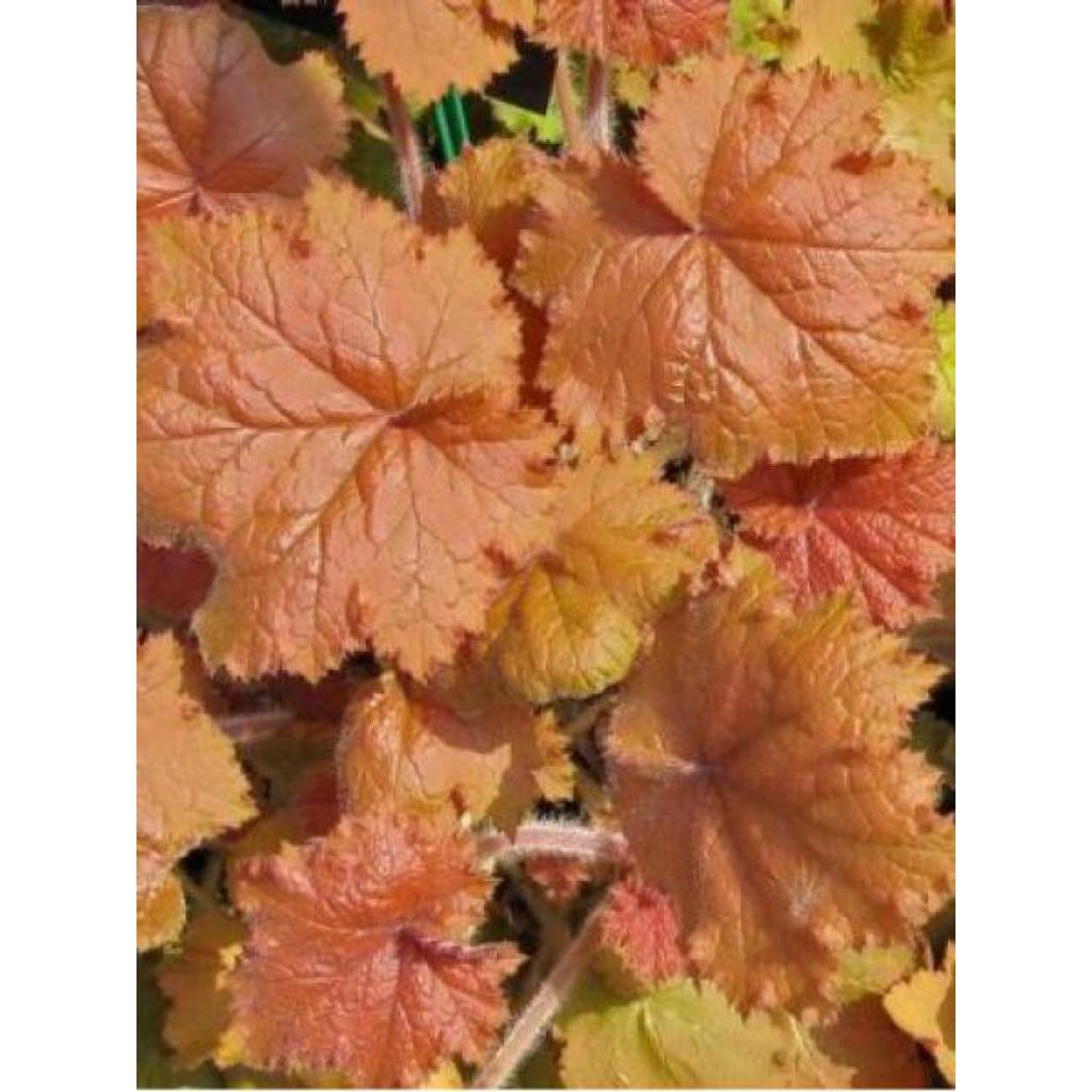 Heuchera Kassandra - Purperklokje