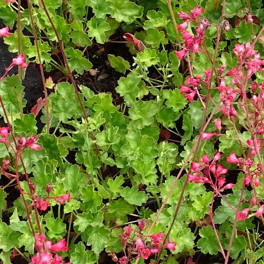 Heuchera Pluie de Feu - Purperklokje