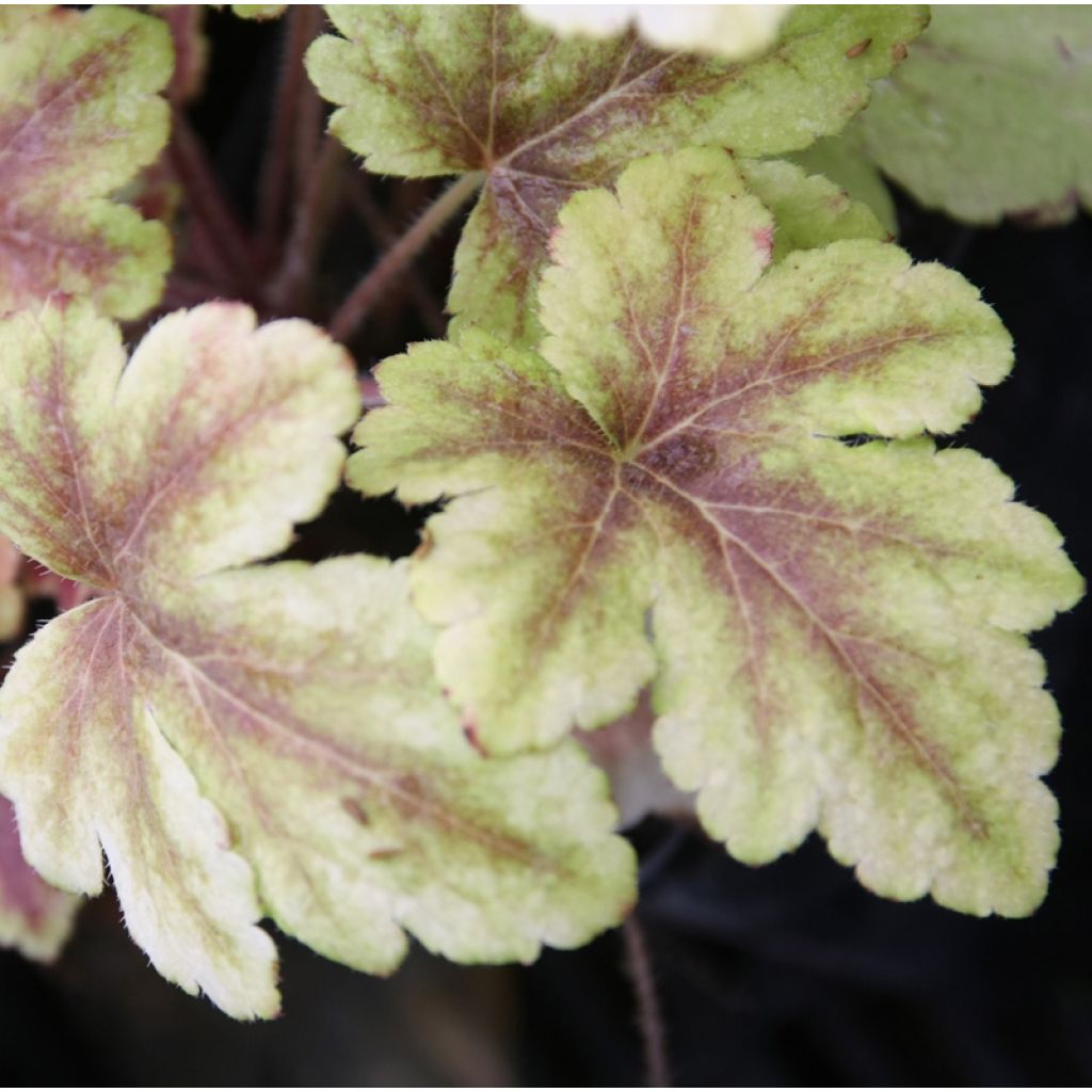 Heucherella Golden Zebra - Purperklokje