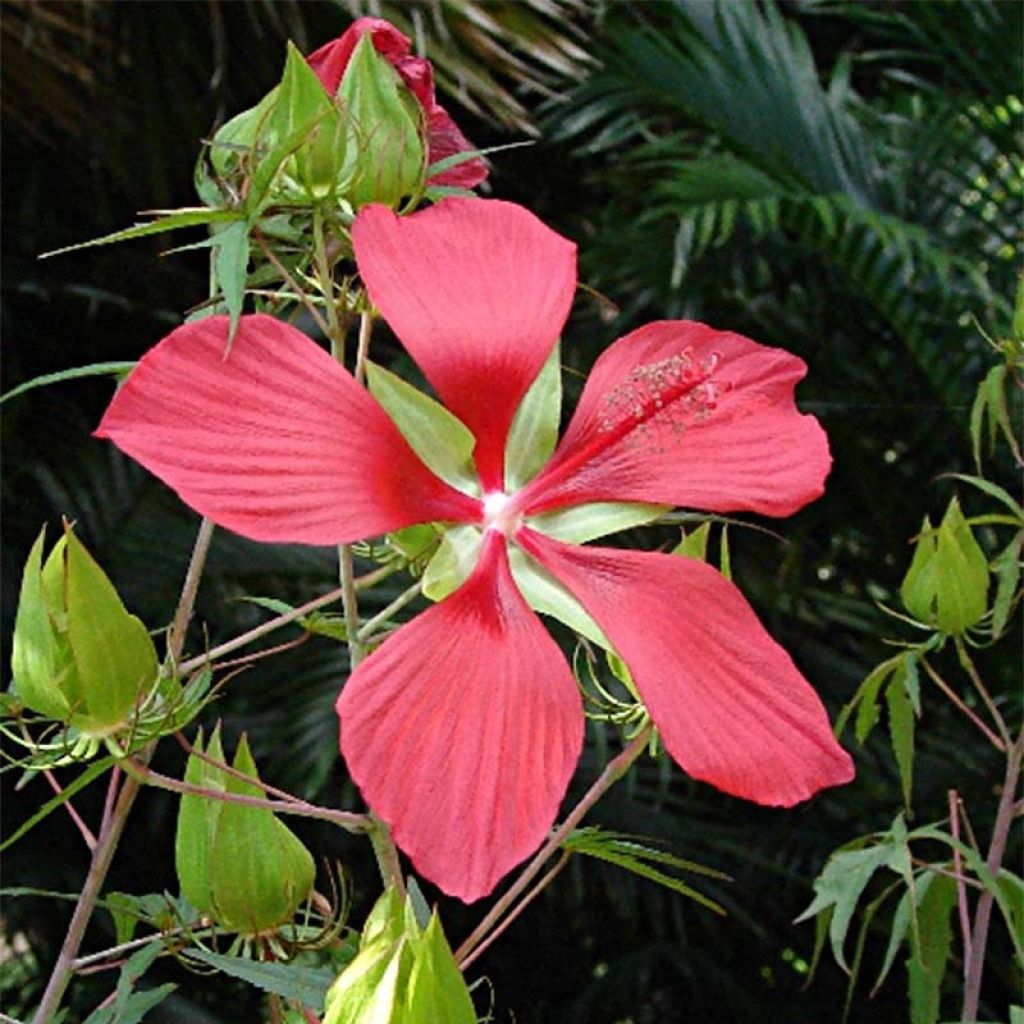 Hibiscus coccineus - Moerashibiscus