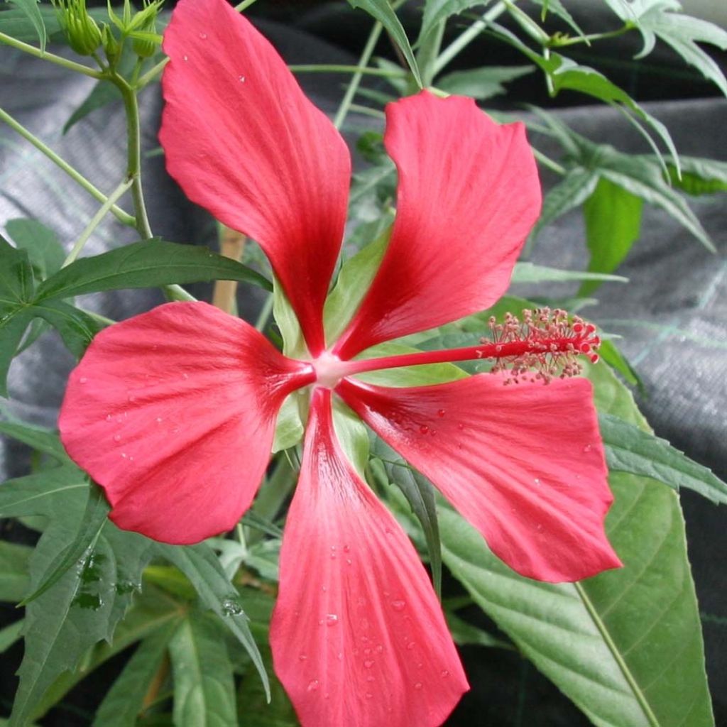 Hibiscus coccineus - Moerashibiscus