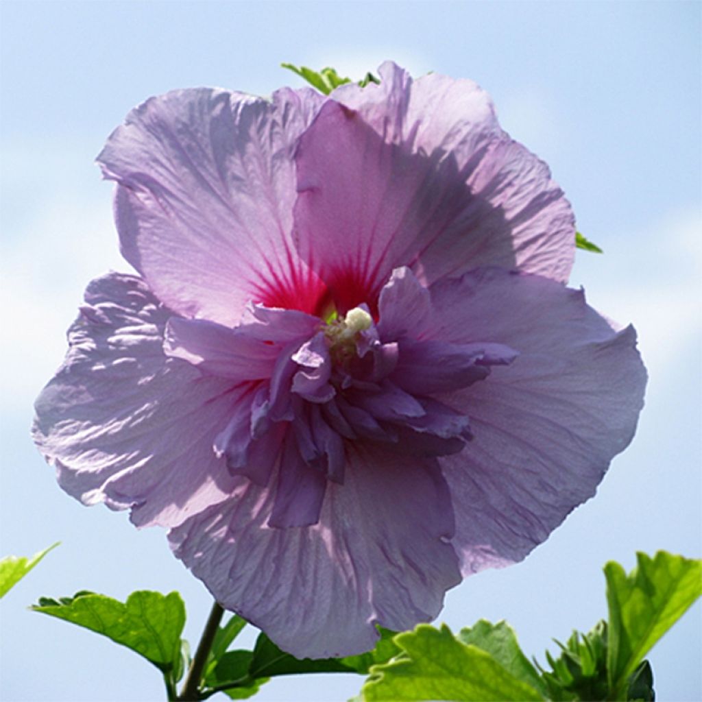 Hibiscus syriacus Lavender Chiffon - Tuinhibiscus