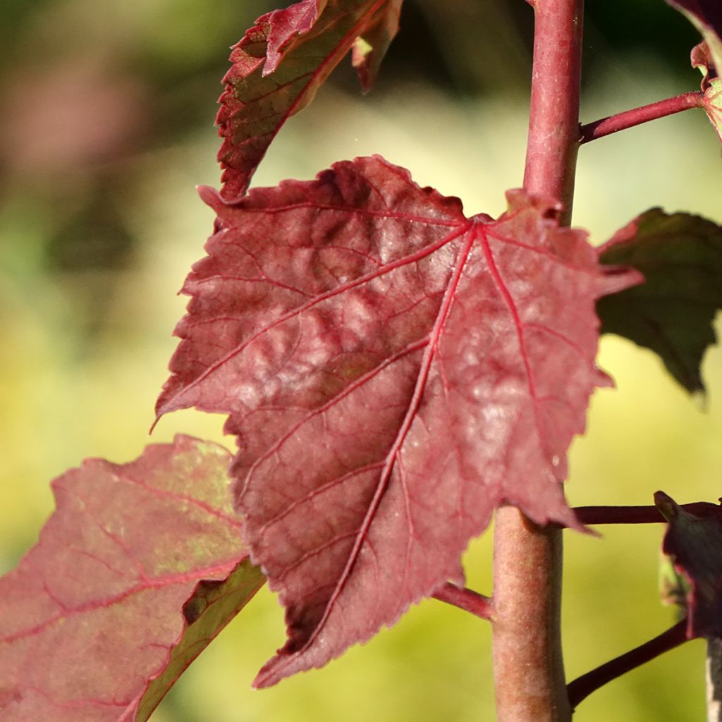Hibiscus moscheutos Carousel Ghost - Moerashibiscus