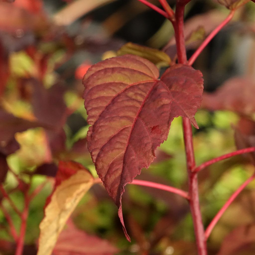Hibiscus moscheutos Midnight Marvel - Moerashibiscus