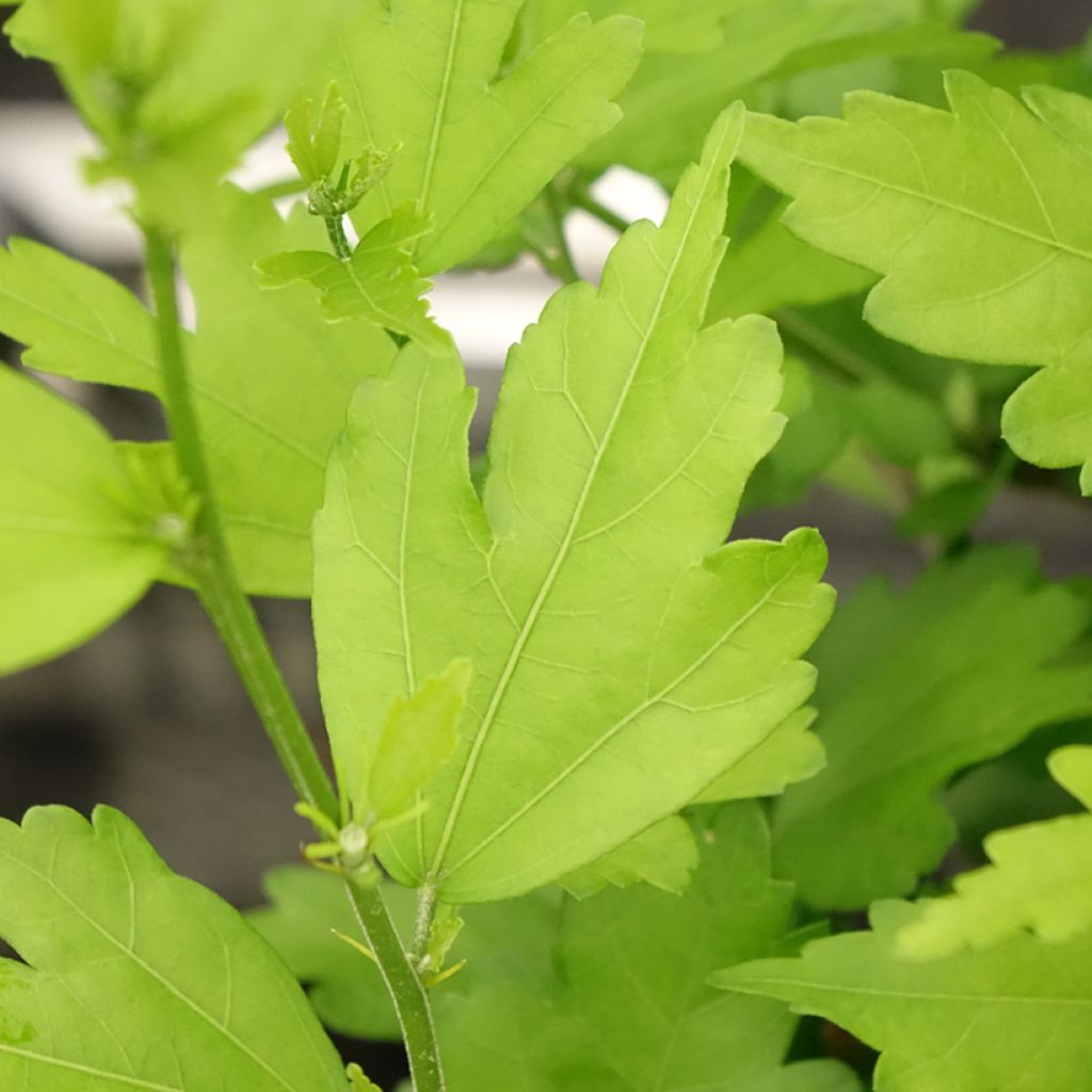 Hibiscus syriacus Russian Violet - Tuinhibiscus