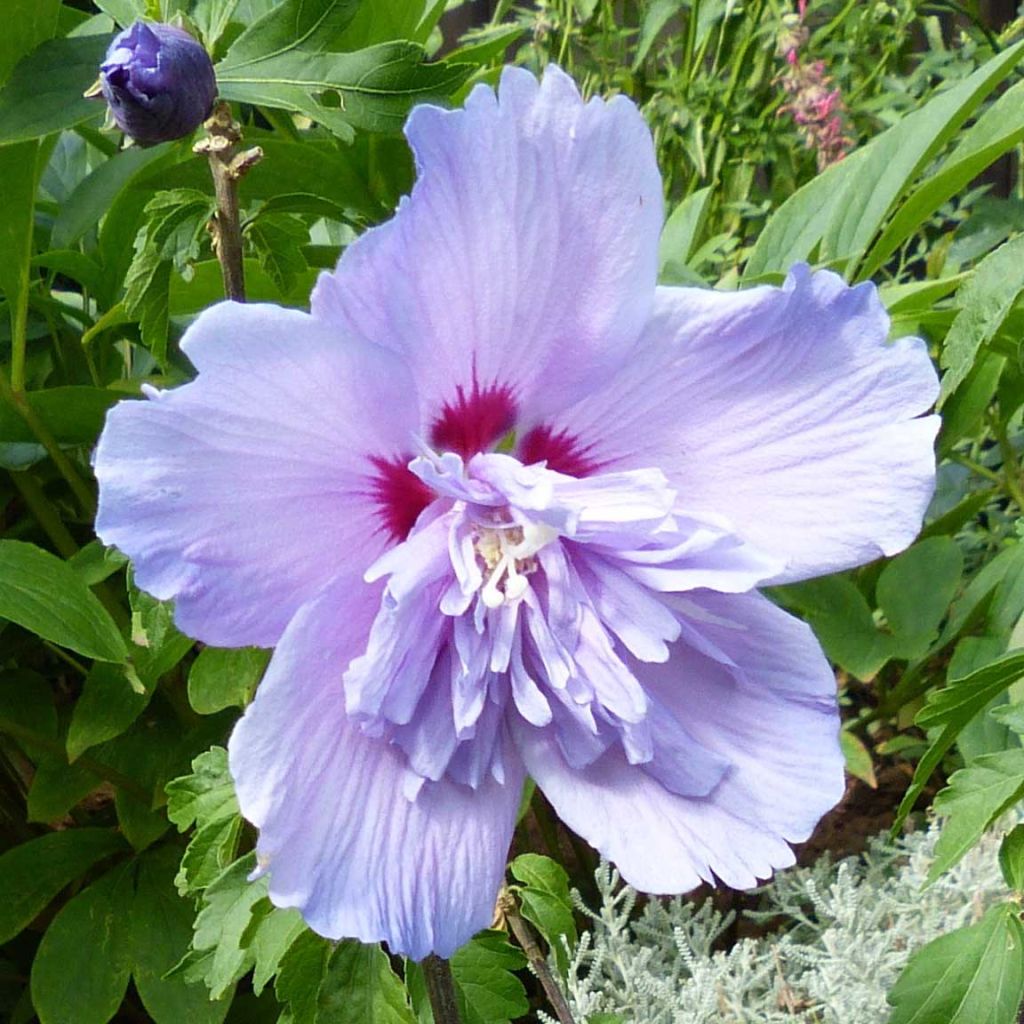 Hibiscus syriacus Blue Chiffon - Tuinhibiscus