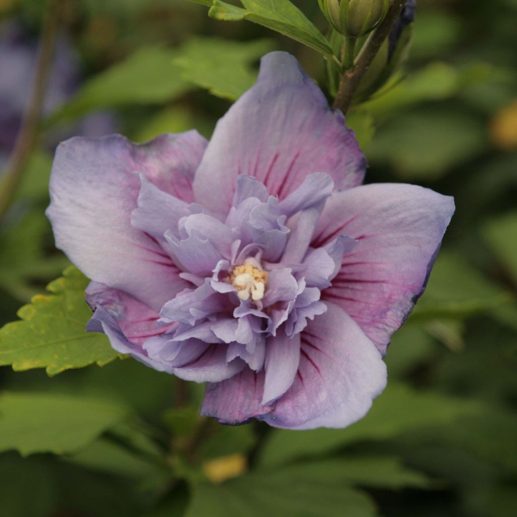 Hibiscus syriacus Blue Chiffon - Tuinhibiscus