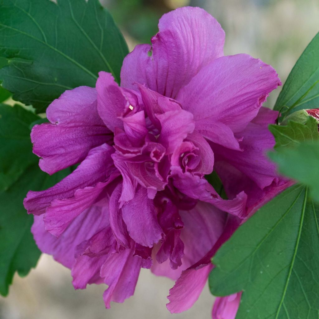 Hibiscus syriacus Freedom - Tuinhibiscus