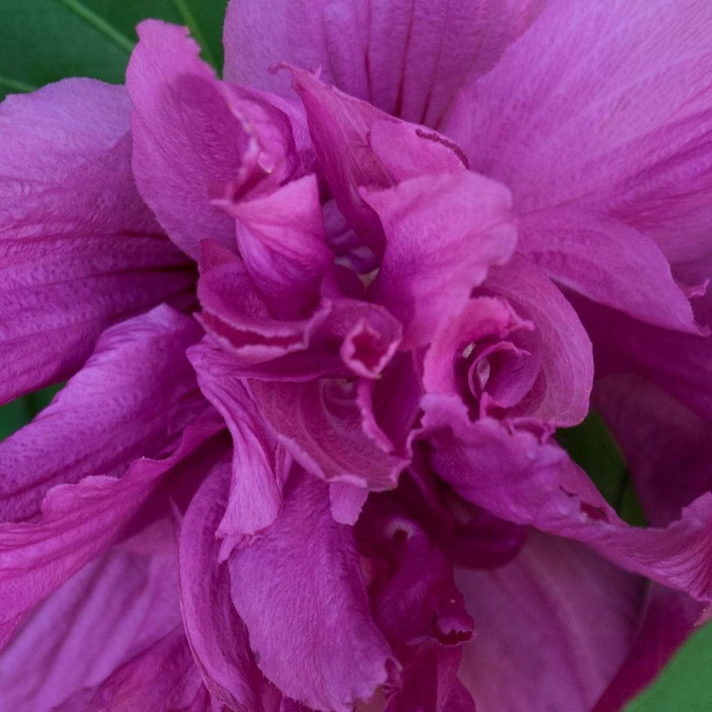Hibiscus syriacus Freedom - Tuinhibiscus