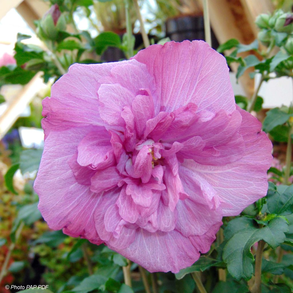 Hibiscus syriacus Magenta Chiffon - Tuinhibiscus