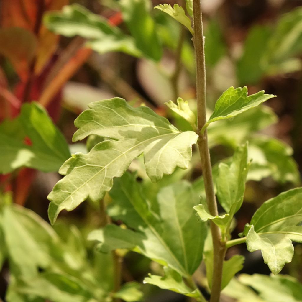 Hibiscus syriacus Red Heart - Tuinhibiscus